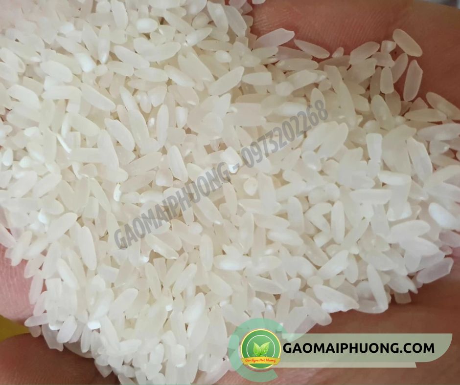 gao khang dan gạo khang dân