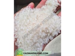 gạo hàm châu chất lượng