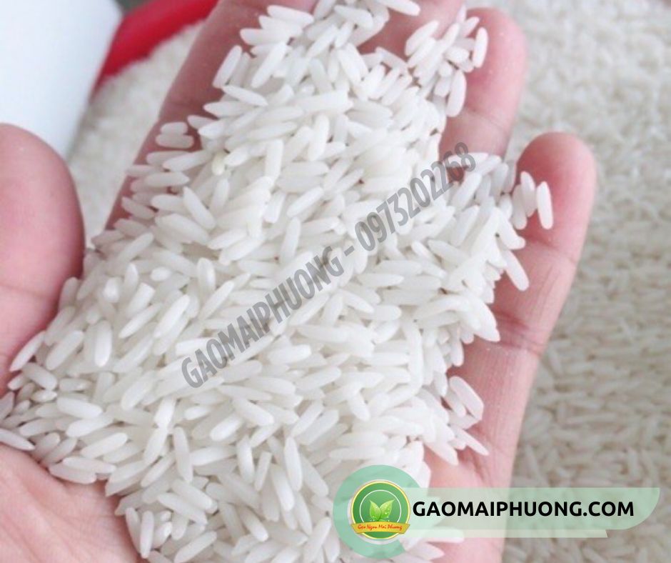 gao lai sua gạo lài sữa