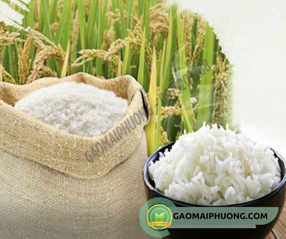 Chất lượng gạo mai phương tốt nhất