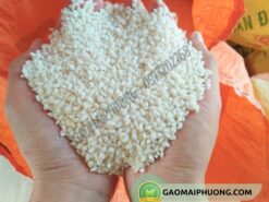 gạo nếp cái hoa vàng