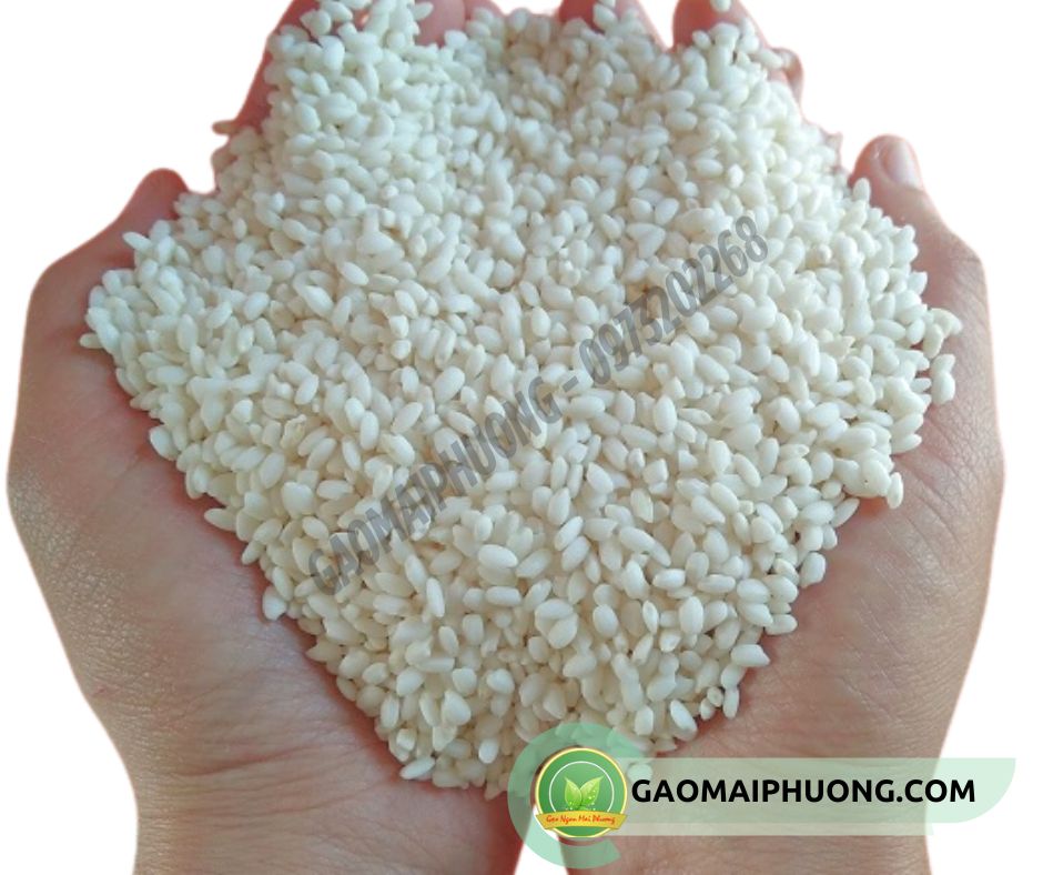 gao nep hat trong may gạo nếp nhung tròn và mẩy