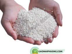 nếp hoa cau có hạt mẩy, trắng