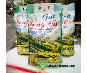 gạo séng cù có tác dụng gì