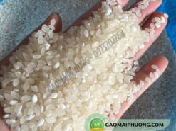 gạo nếp tú lệ